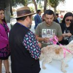 Con alta convocatoria se realiza vacunación antirrábica para perros y gatos en la Plaza de Armas de Llay Llay